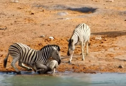 CLIP: Ngựa vằn mẹ "đại chiến" ngựa đực bảo vệ con non