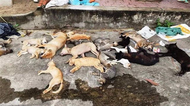 1 đêm đánh bả, 2 anh em ruột trộm gần chục con chó, mèo - 2 1 đêm đánh bả, 2 anh em ruột trộm gần chục con chó, mèo - 2