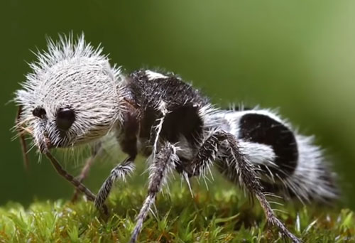 CLIP: Top 10 loài vật kỳ lạ khiến bạn không tin thực sự chúng tồn tại