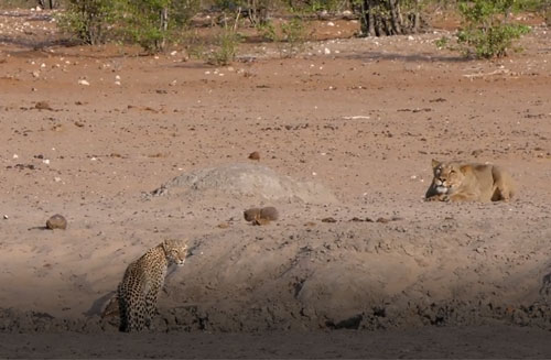 CLIP: Báo hoa mai "chạm mặt" sư tử và cái kết