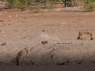 CLIP: Báo hoa mai "chạm mặt" sư tử và cái kết