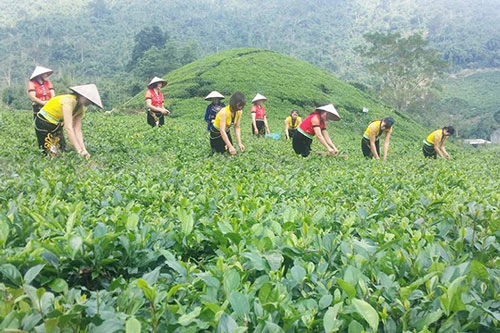 Đồi chè của HTX chè La Bằng