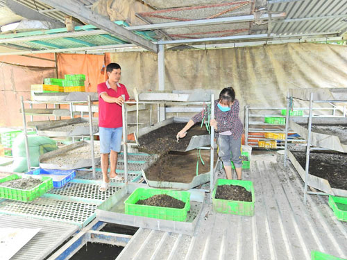 Đồng Tháp: Nuôi "ruồi lính đen", thu nhập mỗi tháng hàng chục triệu đồng