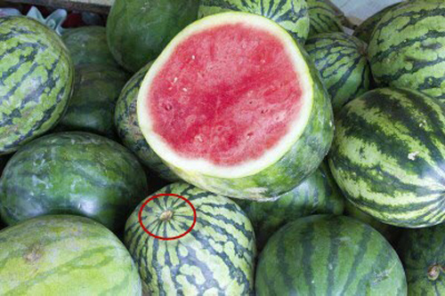 Mua dưa hấu nhìn trúng điểm này đảm bảo ngọt lừ, ít hạt, không sợ tiêm nước