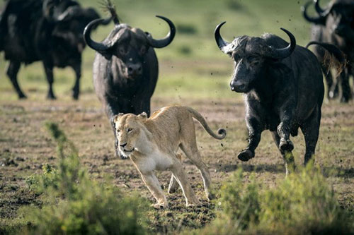  CLIP: Sư tử cái ‘hốt hoảng’ bỏ chạy trước sự tức giận của bầy trâu rừng