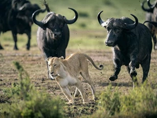 CLIP: Sư tử cái ‘hốt hoảng’ bỏ chạy trước sự tức giận của bầy trâu rừng