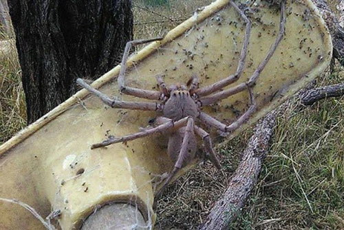 Bức ảnh nhện thợ săn khổng lồ được gây xôn xao trên mạng xã hội.