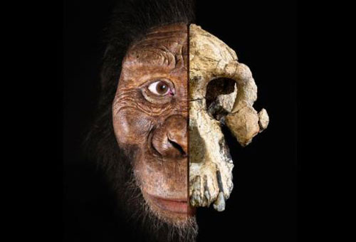 Lộ diện khuôn mặt tổ tiên lâu đời nhất của loài người
