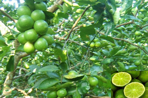 ‘Bật mí’ những công dụng bất ngờ của chanh