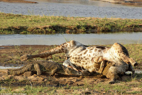 'Rợn người' trước cảnh cá sấu chui vào bụng, moi ruột hươu cao cổ