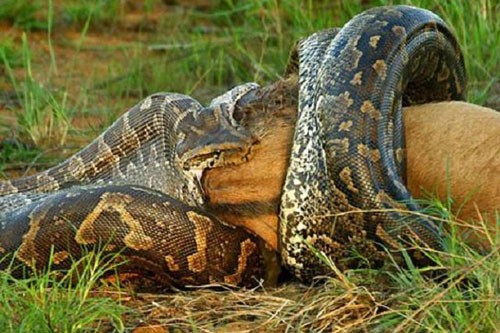 CLIP: ‘Bàng hoàng’ trước cảnh trăn xanh Nam Mỹ nuốt chửng chú lợn con