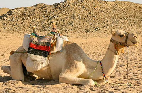 Vì sao lạc đà có thể sống và đi lại trên sa mạc nóng bỏng?