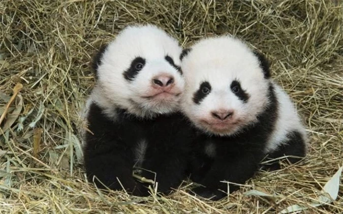 Ảnh động vật tuần: Hươu đỏ quyết chiến giành bạn tình - Hình 12 Anh dong vat tuan: Huou do quyet chien gianh ban tinh-Hinh-12