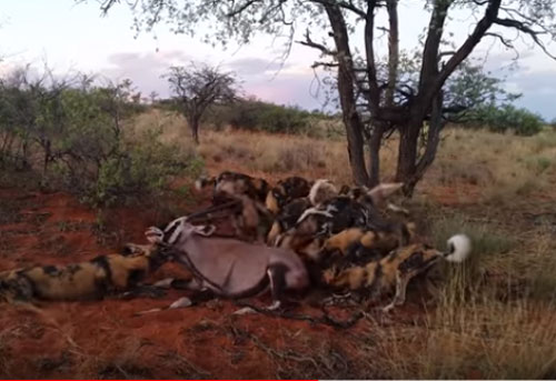 CLIP: Đàn chó hoang đoạt mạng Linh dương Ả Rập