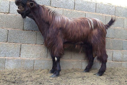 CLIP: ‘Mục sở thị’ dê Damascus sở hữu 'hình dáng của khủng long'