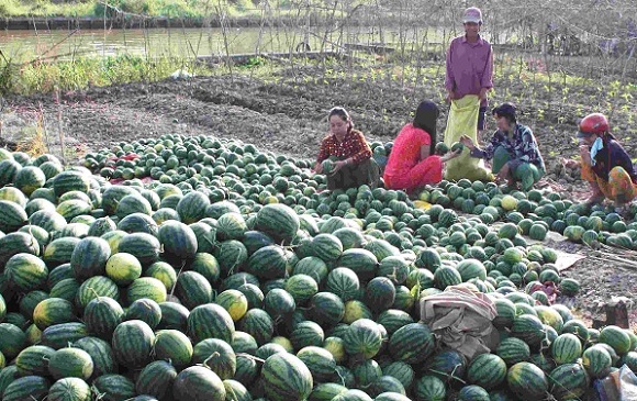 Kết nối DN phân phối lớn với nông dân để tiêu thụ nông sản 