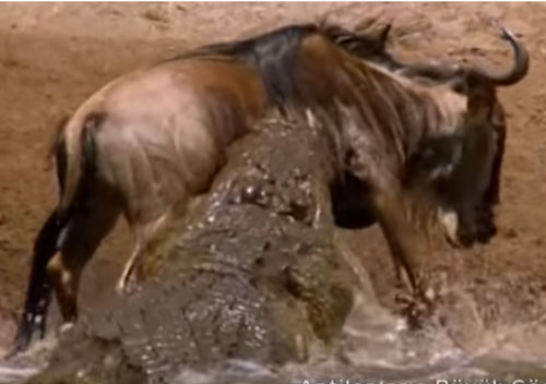 CLIP: Linh dương nhận cái kết đắng khi bị cá sấu tấn công