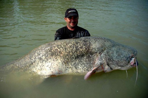 Chân dung top động vật "ngoại cỡ" khiến ai cũng hết hồn