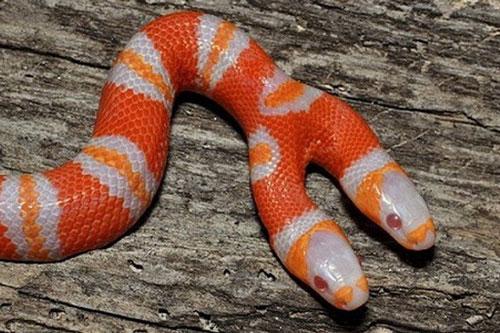 CLIP: Khám phá hội chứng 2 đầu ở các loài động vật