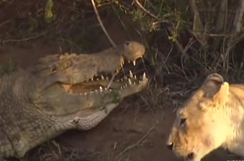 CLIP: Tấn công cá sấu, đàn sư tử nhận cái kết "muối mặt"