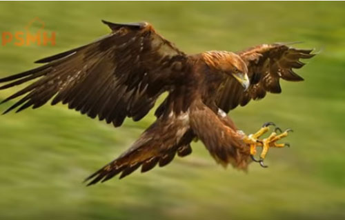 CLIP: Top 10 loài động vật có tốc độ nhanh nhất hành tinh