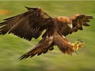 CLIP: Top 10 loài động vật có tốc độ nhanh nhất hành tinh