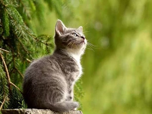 Thần Tài gọi tên, 5 con giáp giàu có hết phần thiên hạ trong tháng 2 Âm lịch