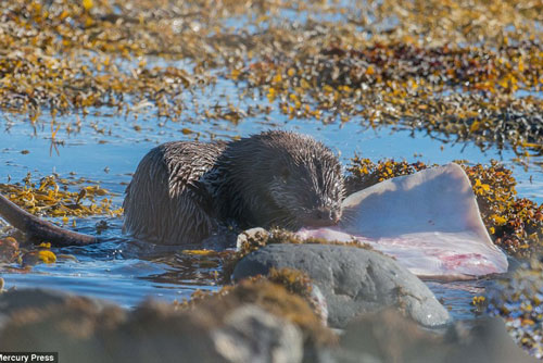 Màn ác chiến 'kịch liệt' của rái cá bé nhỏ và cá đuối khổng lồ