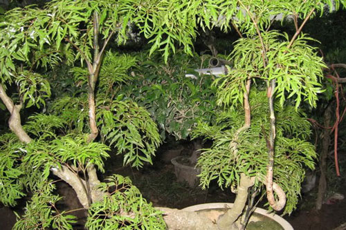 Bị những bệnh này đừng tốn tiền mua thuốc tây kiếm cây đinh lăng khỏi nhanh hơn mả chẳng tốn kém