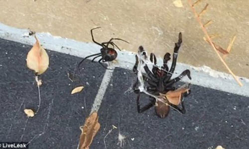 Cu&#x1ED9;c chi&#x1EBF;n &#x27;r&#x1EE3;n ng&#x1B0;&#x1EDD;i&#x27; gi&#x1EEF;a hai lo&#xE0;i nh&#x1EC7;n &#x111;&#x1ED9;c nh&#x1EA5;t th&#x1EBF; gi&#x1EDB;i