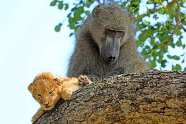 ‘Ngỡ ngàng’ trước cảnh khỉ đầu chó ‘bắt cóc’ sư tử làm con