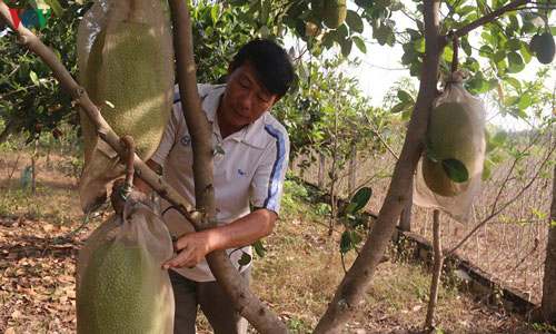 Bà Rịa - Vũng Tàu: Giá mít Thái rớt thê thảm, nhiều chủ vườn lỗ hàng trăm triệu đồng