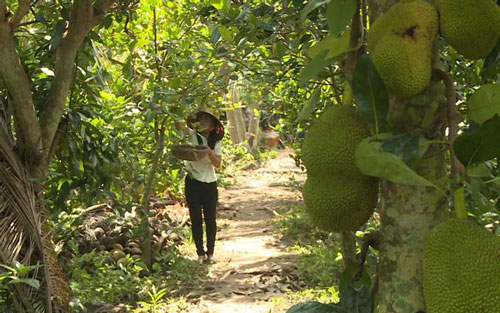 Bà Rịa – Vũng tàu: Người trồng mít Thái tổn thất nặng