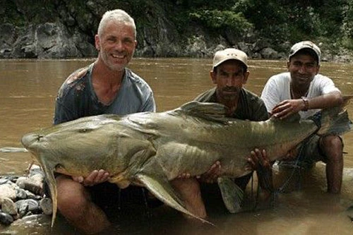 Chú cá chiên khổng lồ bị Jeremy Wade tóm gọn.