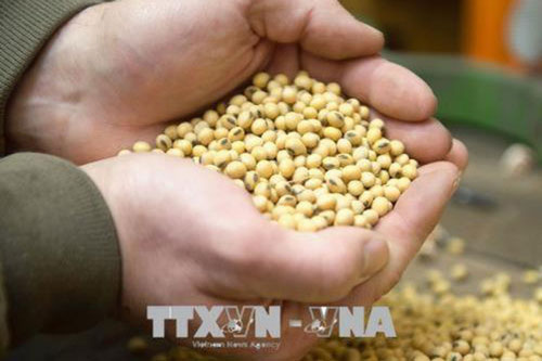 Giá nông sản tăng trở lại