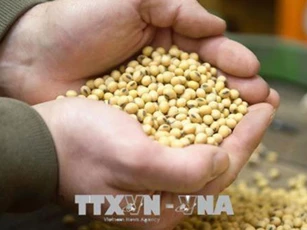 Giá nông sản tăng trở lại