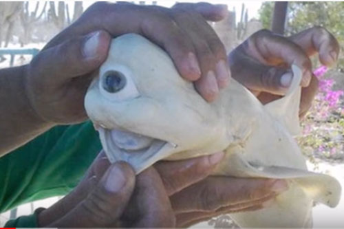 CLIP: 10 chú cá đột biến quái dị nhất hành tinh