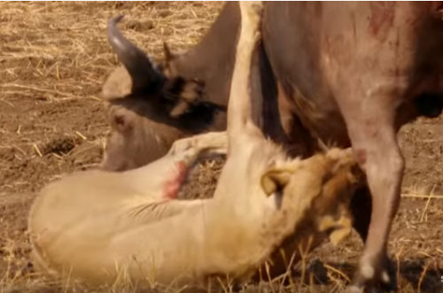 CLIP: Trâu rừng "tử chiến" với đàn sư tử giành sự sống