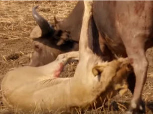 CLIP: Trâu rừng "tử chiến" với đàn sư tử giành sự sống