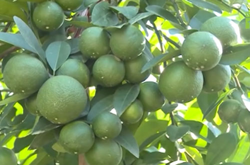 Hưng Yên: Thu tiền tỷ nhờ ghép chanh trên gốc bưởi