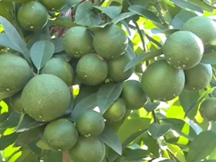 Hưng Yên: Thu tiền tỷ nhờ ghép chanh trên gốc bưởi