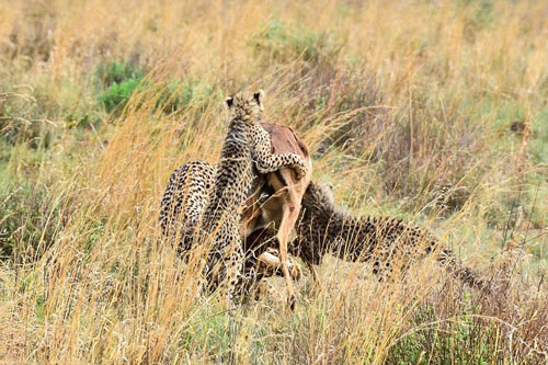 Màn đi săn tập thể quá ngoạn mục của gia đình báo đốm