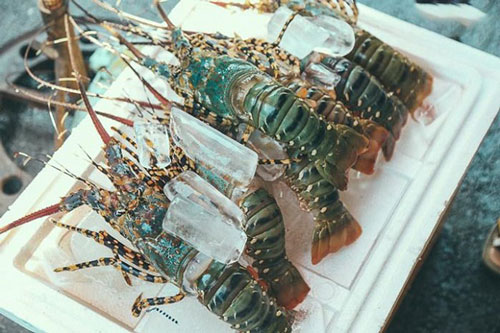 Tôm hùm lại gặp khó vì dịch Covid-19