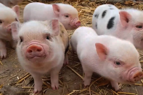 3 con giáp có số giàu sang phú quý, tiền tỷ trong tay, vàng bạc đầy két