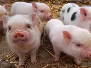 3 con giáp có số giàu sang phú quý, tiền tỷ trong tay, vàng bạc đầy két