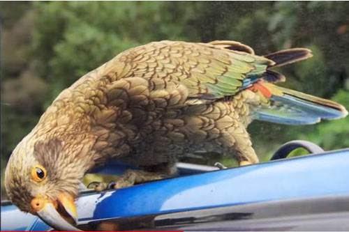 CLIP: Những sự thật cực kỳ thú vị về cuộc sống quanh ta