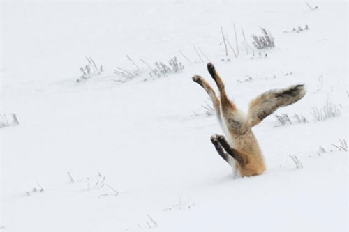 Ảnh động vật: Tư thế 'khó đỡ' của cáo đỏ