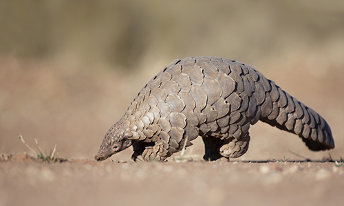 Sau tê giác, tê tê là loài sắp bị tuyệt chủng tại Việt Nam