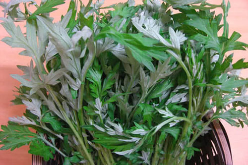 Bị bệnh này chỉ cần một nắm ngải cứu là khỏi ngay, đơn giản mà vô cùng hiệu quả