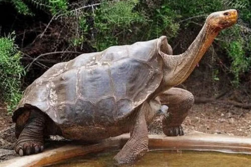 Thả một cá thể rùa sắp tuyệt chủng lên đảo hoang để duy trì nòi giống và vài năm sau cho kết quả vô cùng bất ngờ